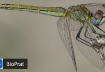 El proyecto BioPrat supera las 13.500 observaciones en MINKA