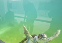 Nuevas actividades gratuitas para la ciudadanía pratense en el CRAM