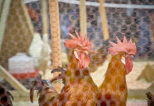 El Pleno municipal pone la primera piedra de la Fundación Potablava para la protección y promoción de las aves de Raza Prat, icono de la ciudad