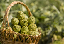 Ya es temporada de Alcachofa Prat