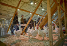 ¡Ya está aquí la 52ª Feria Avícola de la Raza Prat!