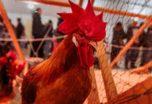 Más de 80.000 personas visitan la 52ª Feria Avícola